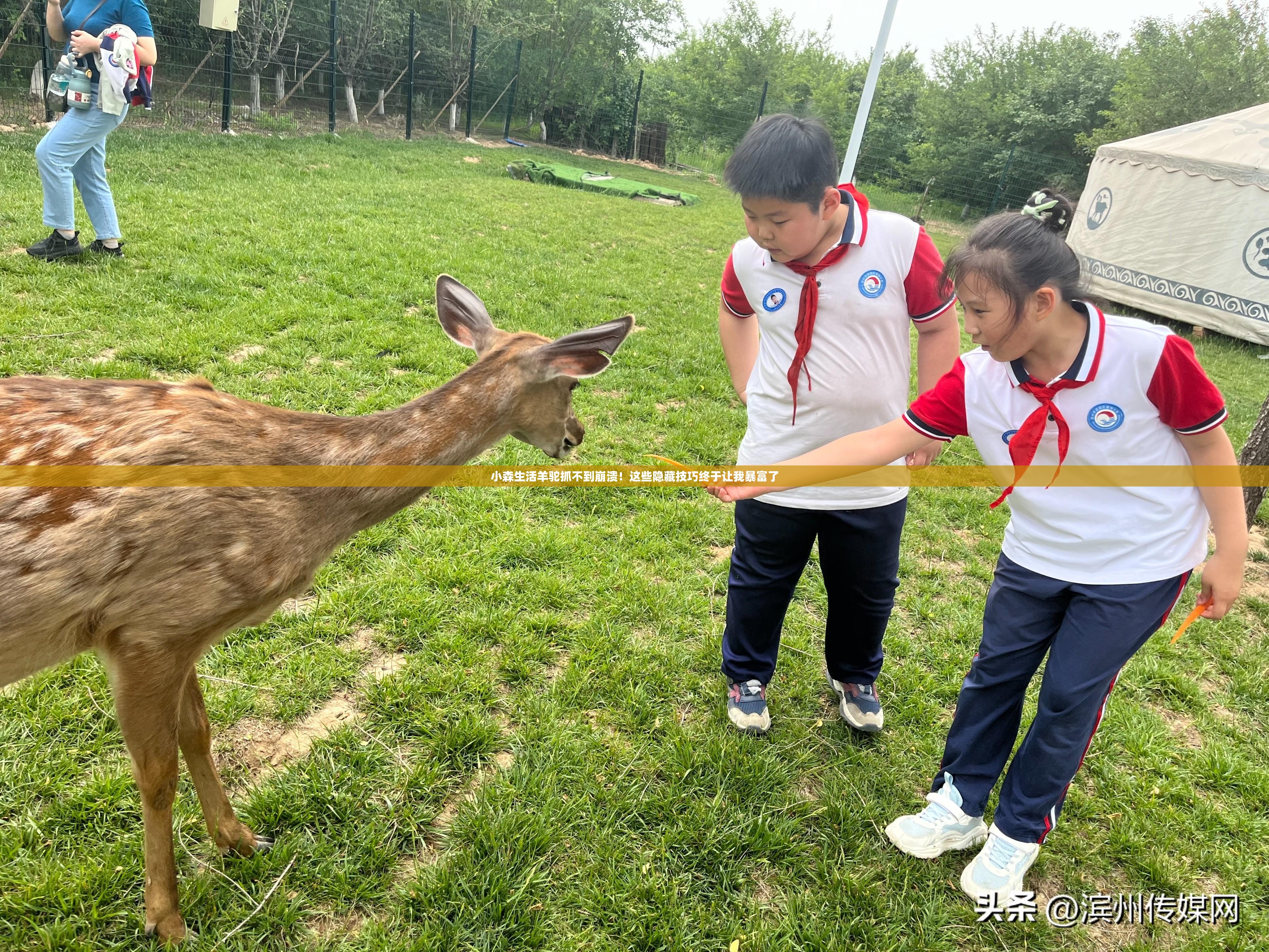 小森生活羊駝抓不到崩潰！這些隱藏技巧終于讓我暴富了